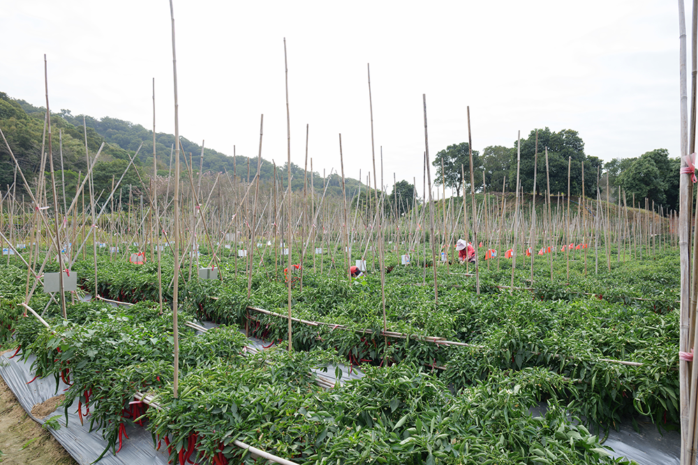 一站式食材采购，便捷与品质的双重保障.png